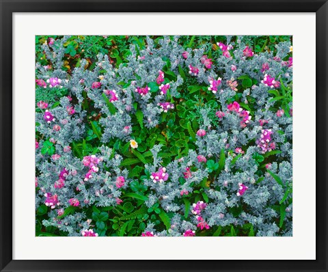 Framed Wildflowers Near The Redwood NP Print