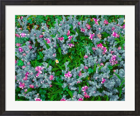 Framed Wildflowers Near The Redwood NP Print