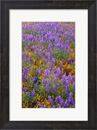 Framed Californian Poppies And Lupine Print