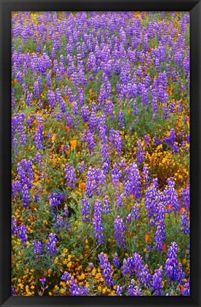 Framed Californian Poppies And Lupine Print