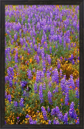 Framed Californian Poppies And Lupine Print