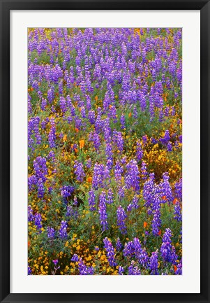 Framed Californian Poppies And Lupine Print