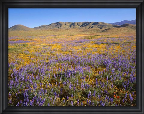 Framed Wildflowers Bloom Beneath The Caliente Range, California Print