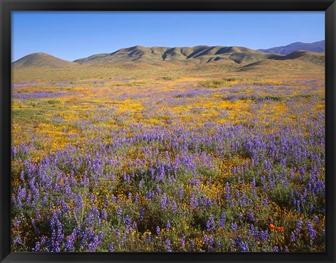 Framed Wildflowers Bloom Beneath The Caliente Range, California Print