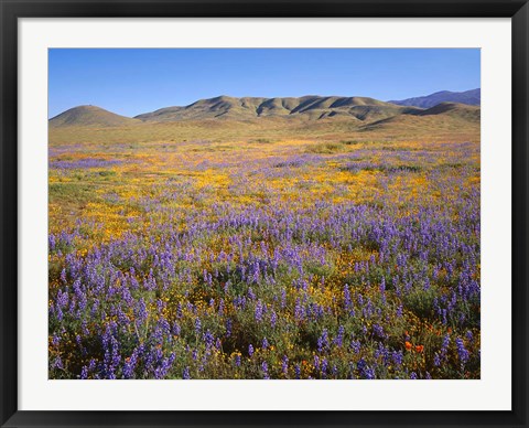 Framed Wildflowers Bloom Beneath The Caliente Range, California Print