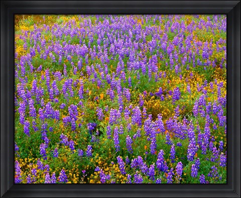 Framed Carrizo Plain National Monument Lupine And Poppies Print