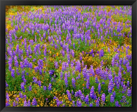 Framed Carrizo Plain National Monument Lupine And Poppies Print