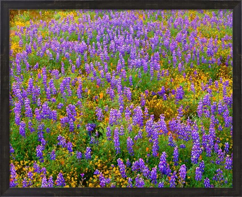 Framed Carrizo Plain National Monument Lupine And Poppies Print