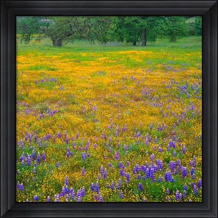 Framed Lupine And Goldfields At Shell Creek Valley, California Print