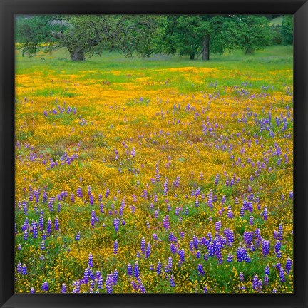 Framed Lupine And Goldfields At Shell Creek Valley, California Print