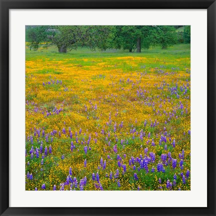 Framed Lupine And Goldfields At Shell Creek Valley, California Print