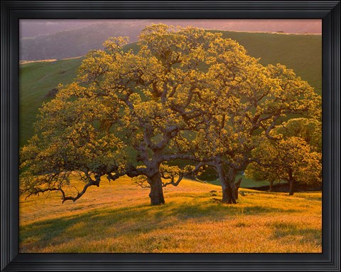 Framed Sunset Soaked Oak Trees, California Print