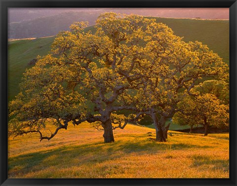 Framed Sunset Soaked Oak Trees, California Print