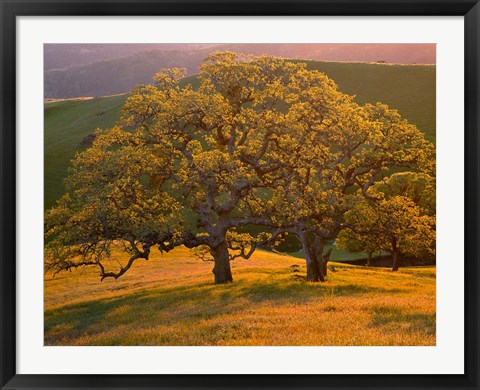 Framed Sunset Soaked Oak Trees, California Print