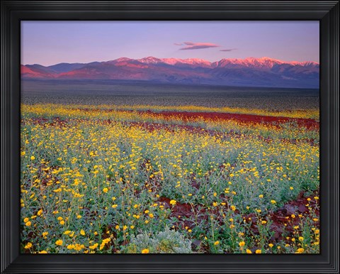 Framed Desert Sunflower Landscape, Death Valley NP, California Print
