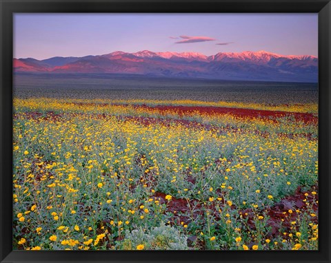 Framed Desert Sunflower Landscape, Death Valley NP, California Print