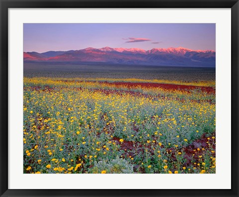 Framed Desert Sunflower Landscape, Death Valley NP, California Print