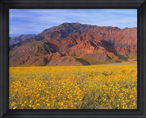 Framed Black Mountains And Desert Sunflowers, Death Valley NP, California Print