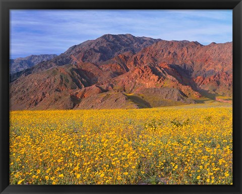 Framed Black Mountains And Desert Sunflowers, Death Valley NP, California Print