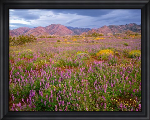 Framed Cottonwood Mountain Landscape, Joshua Tree NP, California Print