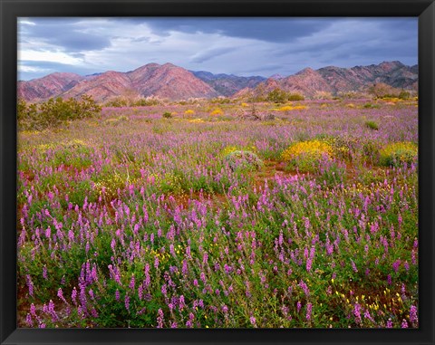 Framed Cottonwood Mountain Landscape, Joshua Tree NP, California Print