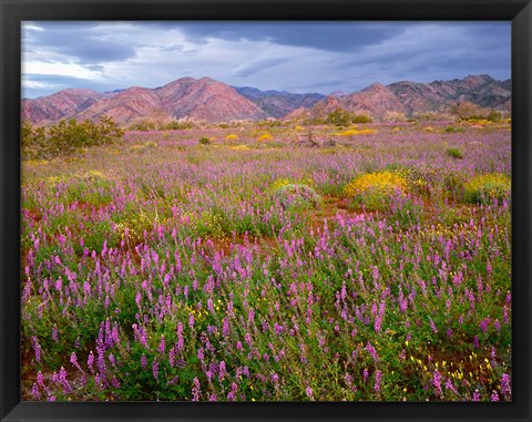 Framed Cottonwood Mountain Landscape, Joshua Tree NP, California Print