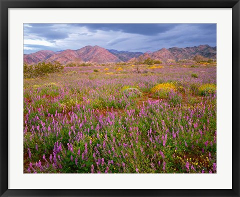 Framed Cottonwood Mountain Landscape, Joshua Tree NP, California Print