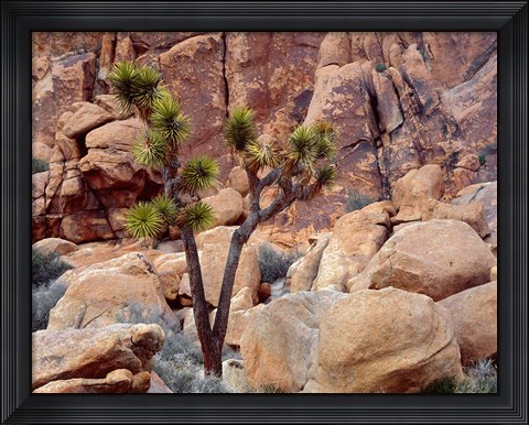 Framed Lone Joshua Trees Growing In Boulders, Hidden Valley, California Print