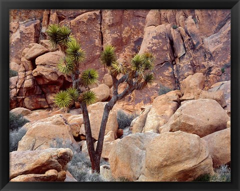 Framed Lone Joshua Trees Growing In Boulders, Hidden Valley, California Print