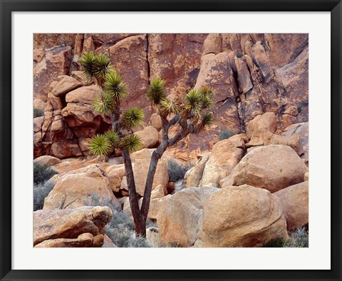 Framed Lone Joshua Trees Growing In Boulders, Hidden Valley, California Print