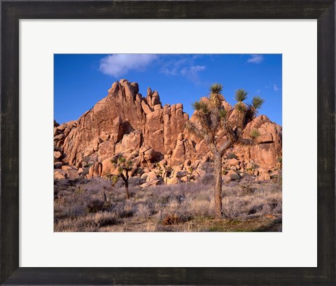 Framed Joshua Tree National Park, Trees And Mountains, California Print
