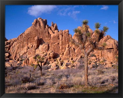 Framed Joshua Tree National Park, Trees And Mountains, California Print