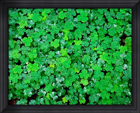 Framed Spring Growth Of Wood Sorrel After Rain Print