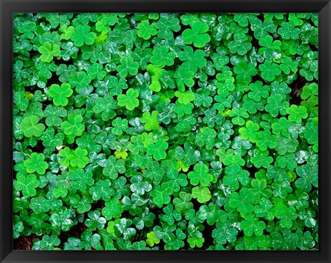 Framed Spring Growth Of Wood Sorrel After Rain Print