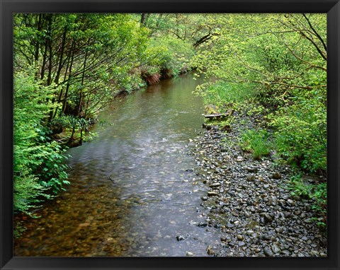 Framed Prairie Creek, California Print