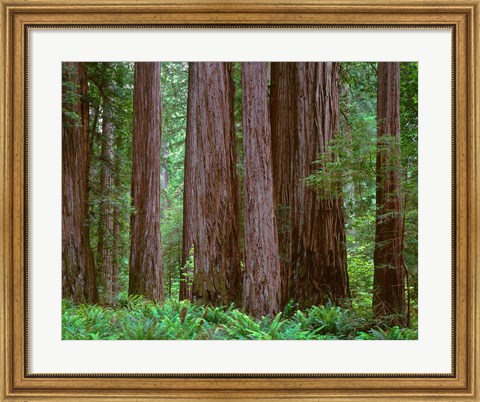 Framed Redwoods Tower Above Ferns At The Stout Grove, California Print