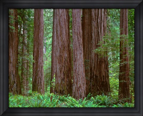 Framed Redwoods Tower Above Ferns At The Stout Grove, California Print