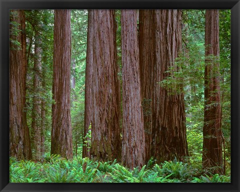 Framed Redwoods Tower Above Ferns At The Stout Grove, California Print