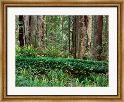 Framed Prairie Creek Redwoods State Park, California Print