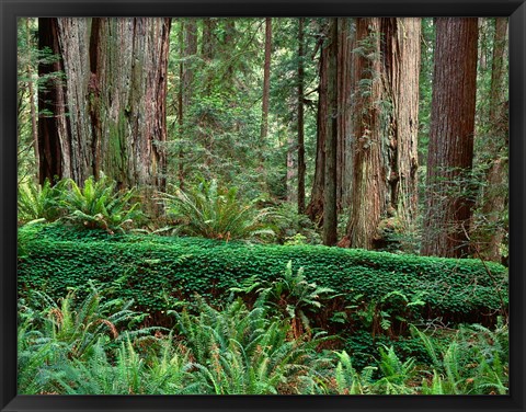 Framed Prairie Creek Redwoods State Park, California Print