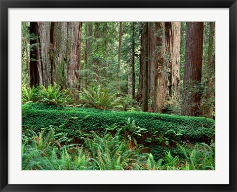 Framed Prairie Creek Redwoods State Park, California Print