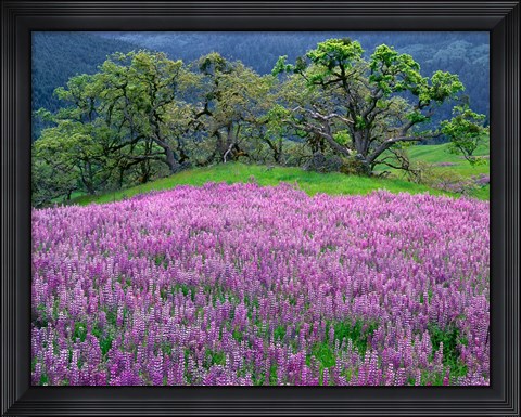 Framed Lupine Meadow In The Spring Among Oak Trees Print