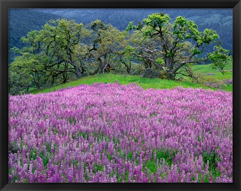 Framed Lupine Meadow In The Spring Among Oak Trees Print