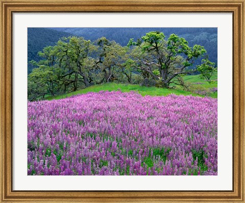 Framed Lupine Meadow In The Spring Among Oak Trees Print