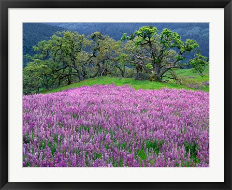 Framed Lupine Meadow In The Spring Among Oak Trees Print