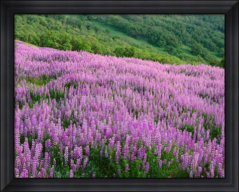 Framed Lupine Meadow Landscape, Readwood Np, California Print
