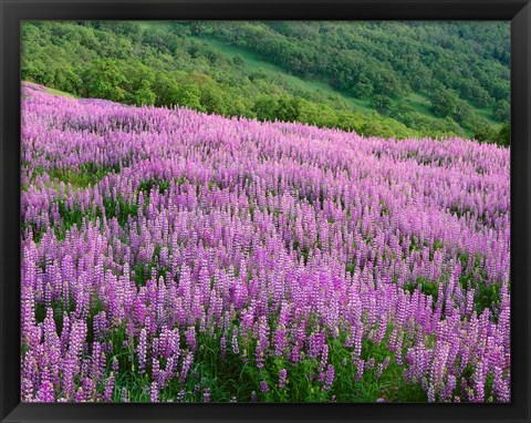 Framed Lupine Meadow Landscape, Readwood Np, California Print