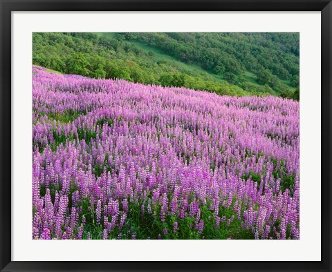Framed Lupine Meadow Landscape, Readwood Np, California Print