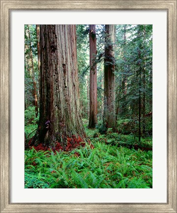 Framed Prairie Creek Redwoods Sp, California Print