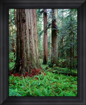 Framed Prairie Creek Redwoods Sp, California Print